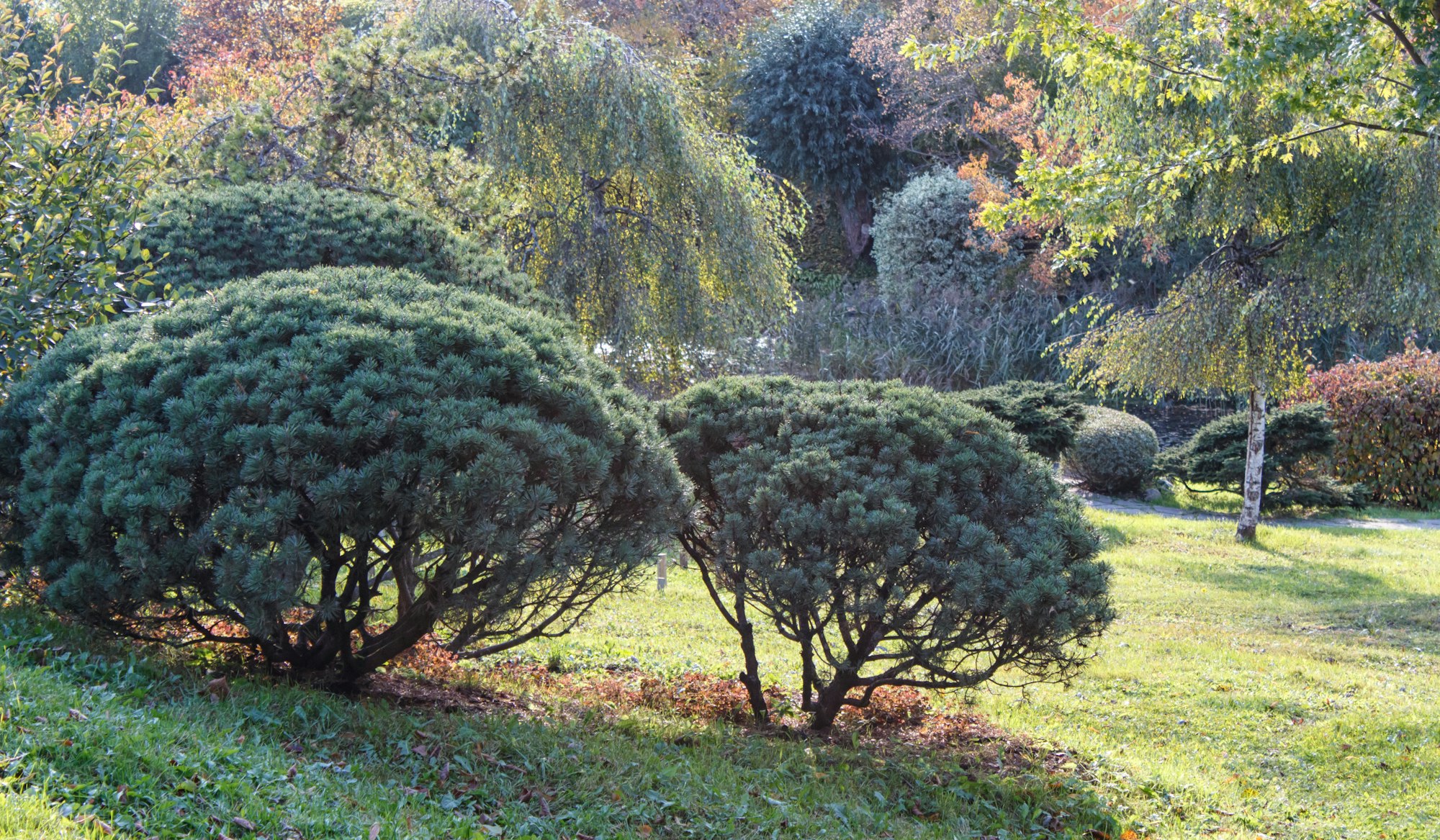 Park with green lawn, trees and trimmed bushes.