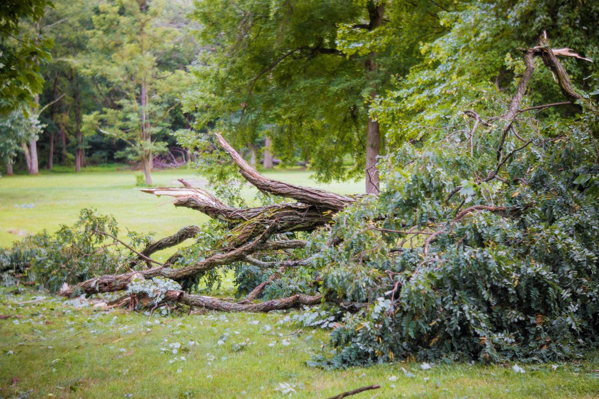 Storm damage, tree broken after hurricane storm fallen tree after a storm.